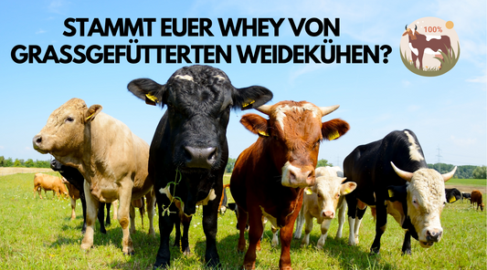 Stammt unser Whey Protein von grasgefütterten Kühen?
